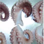 Octopus Cut